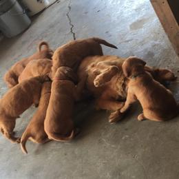 Golden Retriever Puppies from Buschur’s Dream Goldens