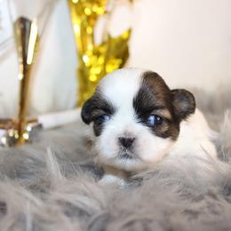 Girl 4 - Gold and white female Shih Tzu puppy in Craig, Colorado from Rocky Mountain Shih Tzus and Dry Creek Miniature Dachshunds