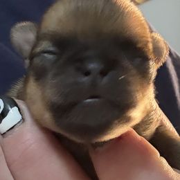 Girl 1 - Red female Brussels Griffon puppy in Saukville, Wisconsin from Crossroads Canines ~ Brussels Griffon and Newfoundland Dogs