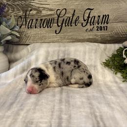 Harper - White and blue merle female Border Collie puppy in Moody, Texas from Narrow Gate Farm