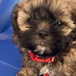 Boy 2 - Brindle and white Shih Tzu puppy in Las Vegas, Nevada from Miracle's Shih Tzus