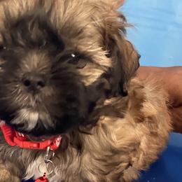 Boy 2 - Brindle and white Shih Tzu puppy in Las Vegas, Nevada from Miracle's Shih Tzus
