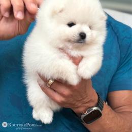 Diana - White female Pomeranian puppy in Charlotte, North Carolina from Kouture Pomeranians