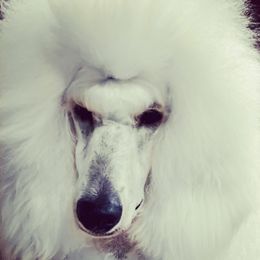 Ava - Poodle