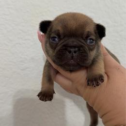 Thackery - Fawn male French Bulldog puppy in Galt, California from The three little frenchies