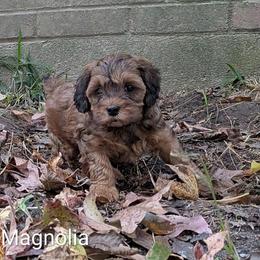 Magnolia - Sable female Cockapoo puppy in Sunset, Louisiana from Cano Cockapoos