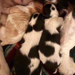 Lillie - Tri-color female Cavapoo puppy in Santaquin, Utah from Willow & Wag Farm