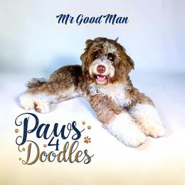 Guardian For Goody - Chocolate merle male Bernedoodle puppy in Henrico, Virginia from Paws 4 Doodles, LLC