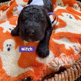 Witch AKC Standard Poodle 1605 - Black female Poodle puppy in Conway, Arkansas from Arkansas River Poodles