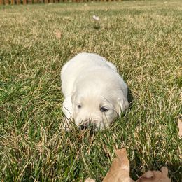 Daisy - Light golden female Golden Retriever puppy in Lakeside, Arizona from Tall Pines Goldens
