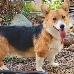Creede - Pembroke Welsh Corgi