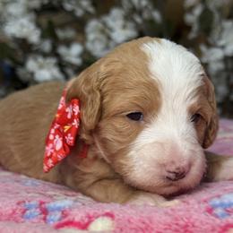 Nova  - Red - Red female Bernedoodle puppy in Yuciapa, California from AlltheDoodlez_