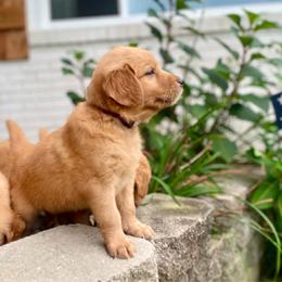Girl 5 - Golden female Golden Retriever puppy in Buffalo, Missouri from Thrasher Family Puppies