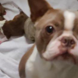 Boston Terrier puppies from Spruce Valley Miniature Dachshunds & Boston Terriers