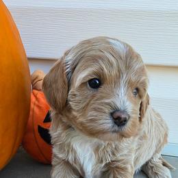 Basil - Cream female Cavapoo puppy in Syracuse, Utah from Just Doodling Dogs