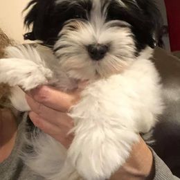 Havanese Puppies from Sandy’s Havanese