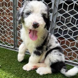 Hawkeye - male Australian Mountain Doodle puppy in Williamston, South Carolina from Sassy Bob’s Dogs
