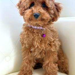 Feeby - Red  female Poodle puppy in Gilbert, Arizona from My Poodle Bears