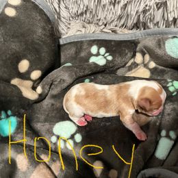Honey - Blenheim female Cavalier King Charles Spaniel puppy in Eatontown, New Jersey from NJ Cavalier King Charles Breeder