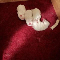 Puppy 1 - White female American Eskimo Dog puppy in Redlands, California from Arctic Storm Kennels