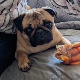 Maise - Pug