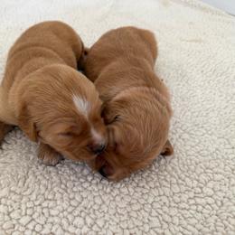 Pick - Golden female Golden Retriever puppy in Huntington Beach, California from Beach Cities Golden Retrievers