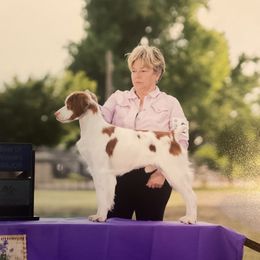 Dutton - Brittany