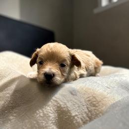 Disel - Red male Maltipoo puppy in Bowling Green, Kentucky from Denise Clark