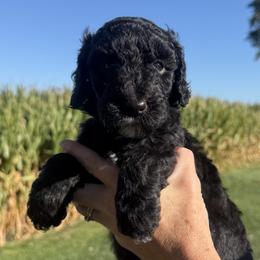 Monroe - Black and white female Sheepadoodle puppy in Lancaster, Pennsylvania from Bitler Family Puppies