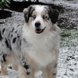 Australian Shepherds and Lakeland Terriers from Susan Harris