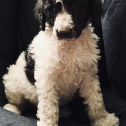 Bean - Poodle puppy in Grant County, Indiana from Massey Creek Kennels