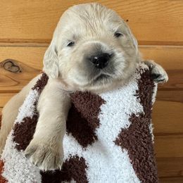 Girl 5 - Golden Retriever puppy from High Society Farm