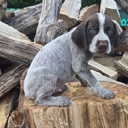 Boy 5 - Liver and white male German Wirehaired Pointer puppy in Potosi, Wisconsin from Point and Flush Gun Dogs