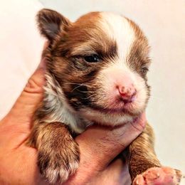 DaoDog Lancelot The Knight - Red male Chinese Crested puppy in Highland Park, Michigan from Family Kennel Dao Dog