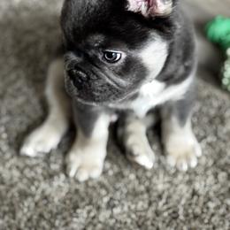 French Bulldog Puppies from Fishie's Frenchies