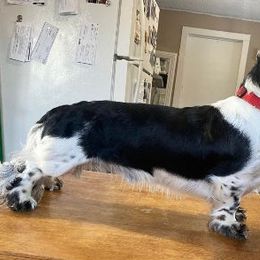 Dachshunds from TNT MINI DACHSHUNDS