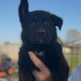 Buffy - Black female German Shepherd puppy in Winchester, Kentucky from Drache Feld