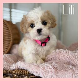 Girl 1 - Blenheim female Cavachon puppy in Smoot, Wyoming from Designer Mountain Mutts