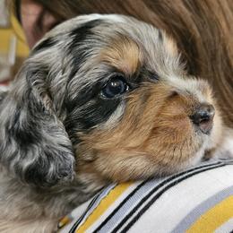 Cutlet - Blue merle female Bernedoodle puppy in San Marcos, California from DoodlyDoodlyDoodles