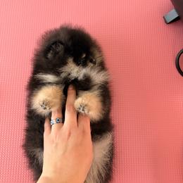 Pomeranian Puppies from Pinky’Z House Of Poms