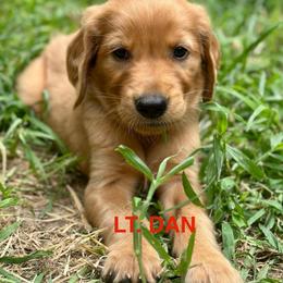 Lt. Dan - Dark golden male Golden Retriever puppy in Jonesboro, Arkansas from N. E. Arkansas Goldens and Doodles/ Southern Brewed Goldens