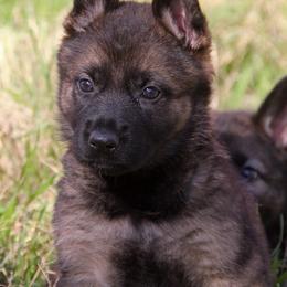German Shepherd Puppies from Vom Anfang German Shepherds