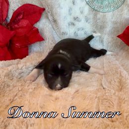 Donna Summer - White and black female Chinese Crested puppy in Temecula, California from SoCal Chinese Crested
