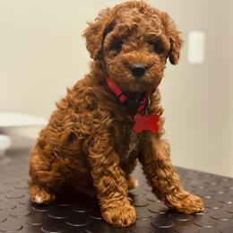 Bernedoodle, Goldendoodle, and Poodle Puppies from 4goldendoodles