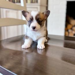 Taffy - Red female Pembroke Welsh Corgi puppy in Payson, Utah from Spring Creek Aussies + Corgis