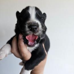 Giyu - Black and white male Siberian Husky puppy in Buckeye, Arizona from Anime Huskies