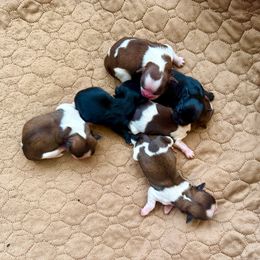 Boy 2 - Liver and white male Shih Tzu puppy in Stroud, Oklahoma from Laik’s Little Shihtz & Poms
