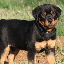 Rottweilers from Serenade Rottweilers