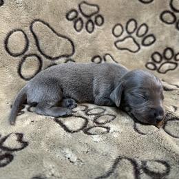 Blue Female - Gray (blue) and tan female Dachshund puppy in George West, Texas from Rockin M Kennel