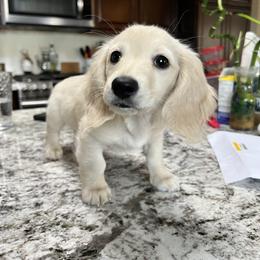 Dachshund Puppies from Dachshund Family Love Breeders